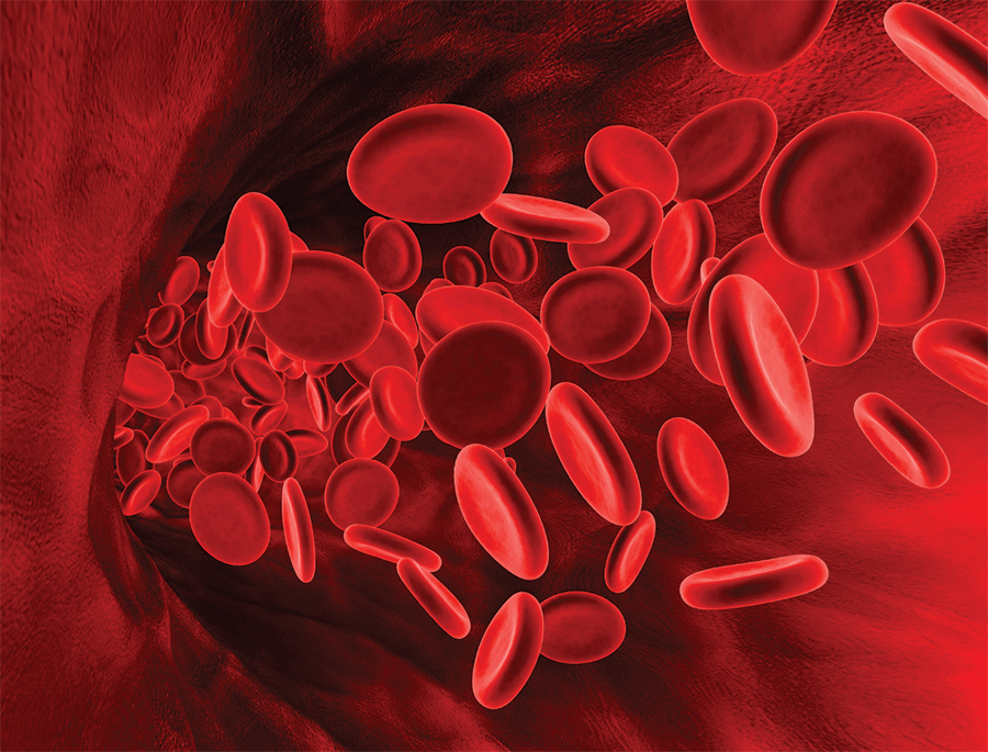 Blood Cells bloodcells.png